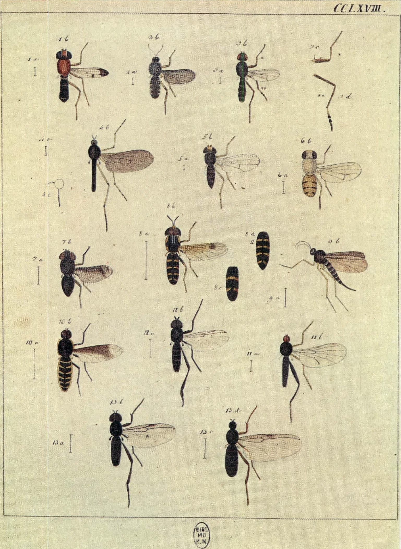 1790년 Meigen 박물지 도해 — 두 날개 곤충(Diptera) 다양한 종, 우단털파리과 포함