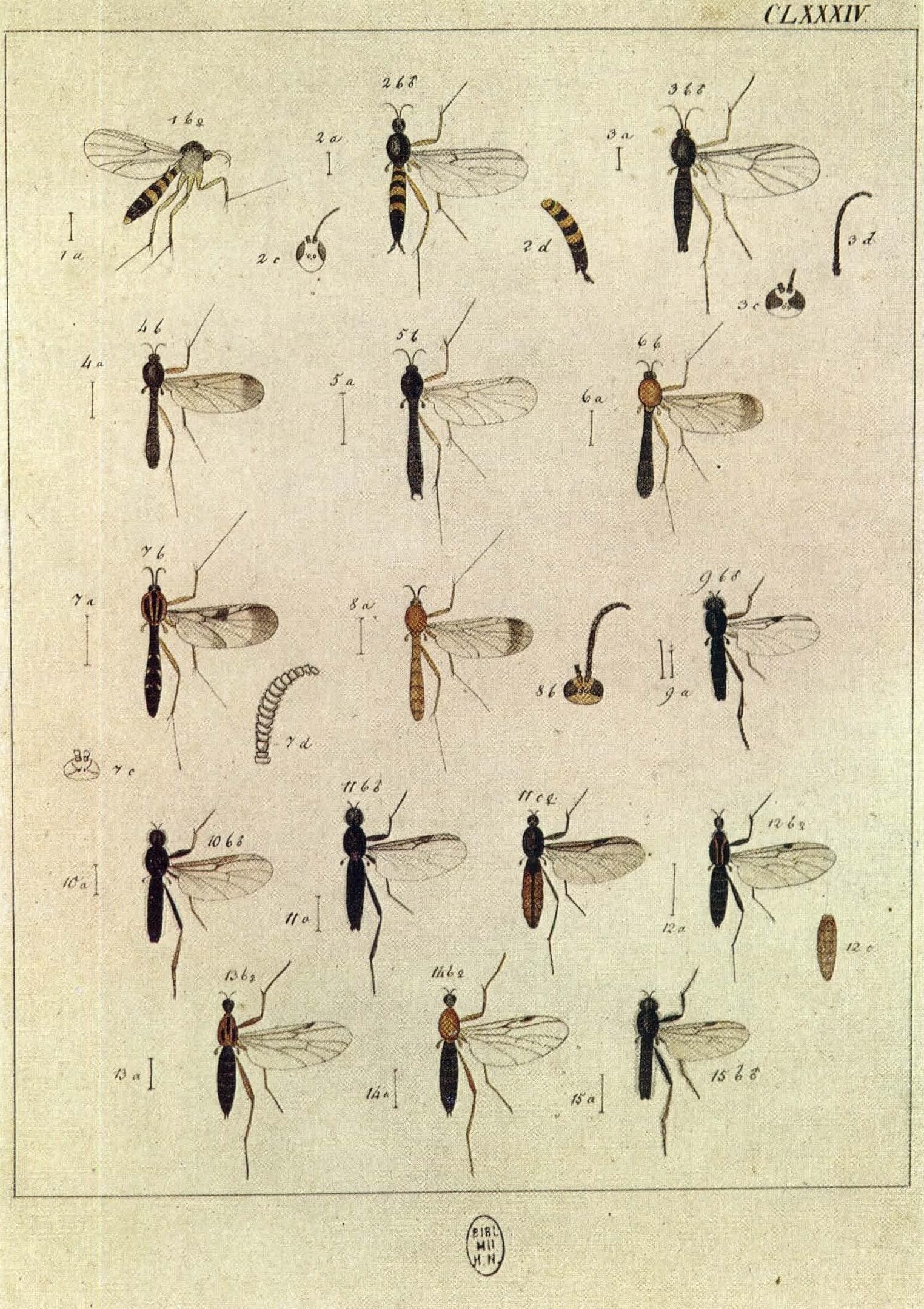 1790년 Meigen 박물지 도해 — Bibionidae 등 두 날개 곤충 분류표